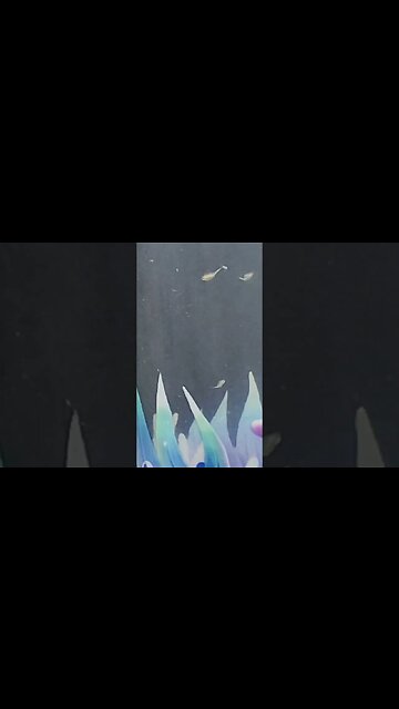 Sea Monkeys Are Growing #shorts