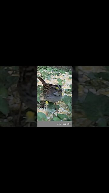 Hungry finch 🐦with little yellow flower 🌻#cute #funny #animal #nature #wildlife #trailcam #farm