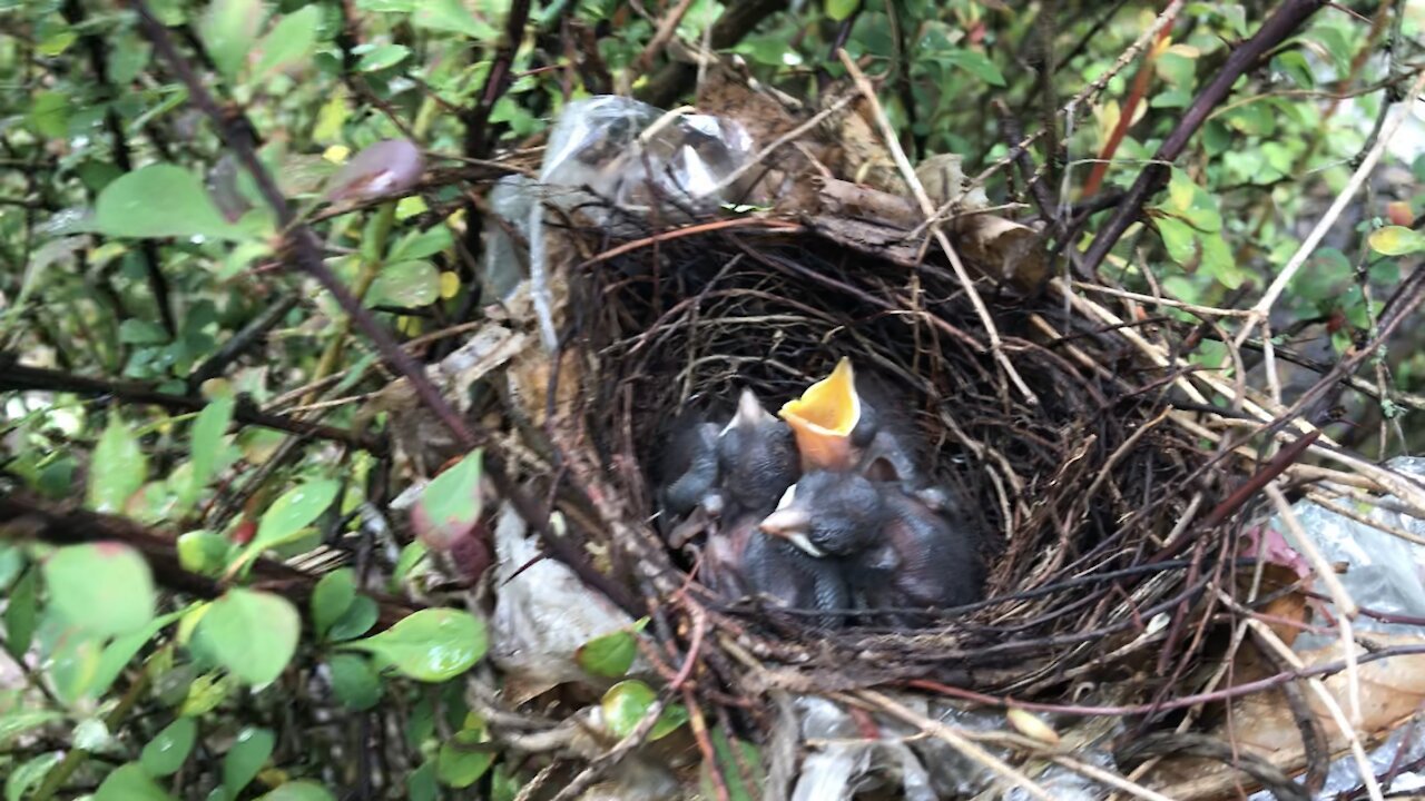 Day three the baby birds born