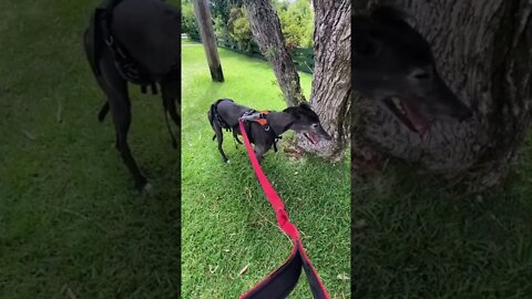 Disabled greyhound going for a walk. Go Elsa!