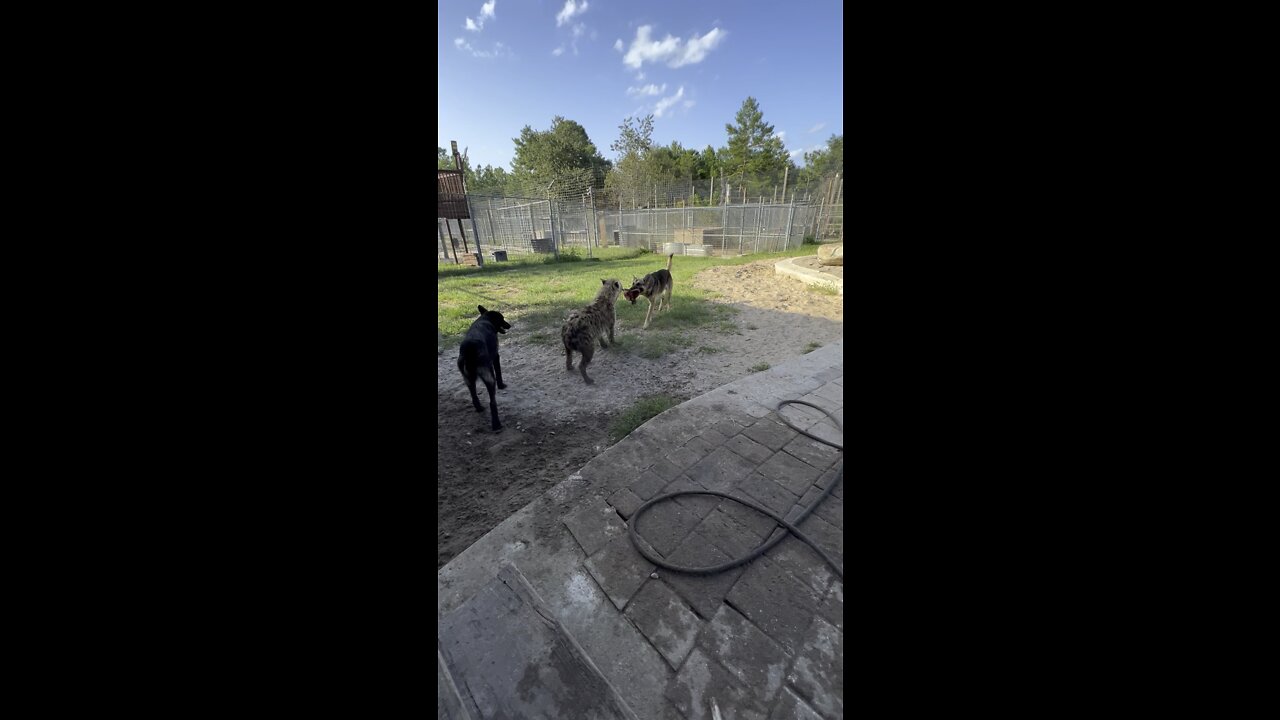 Tug-O-war: Dog vs Hyena