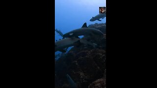 The White Tipped Reef Shark Facts #shorts #animals #amazingfacts