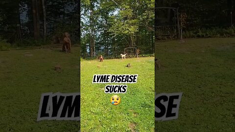 Please say a prayer for Emmi #lymedisease #lymediseasesucks #chesapeakebayretriever