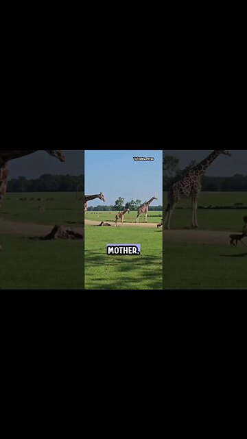 Deer Fawn Meets Mama Giraffe, then Reunites with Its Mother