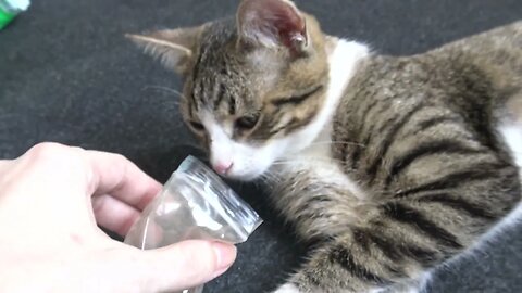 The First Cat Who Does Not Like Catnip
