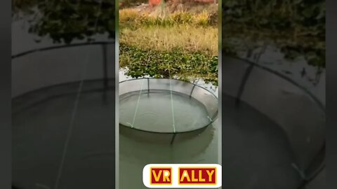 How to catch more Fish #short #youtubeshorts #fishing #viral