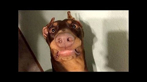 Funny dogs never fail to make you happy and smile - Funny dog compilation