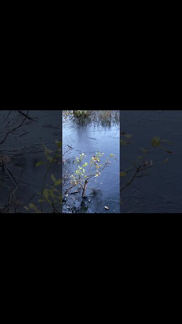 First Swamp Ice of Winter 23/24 #winter #ice #weather