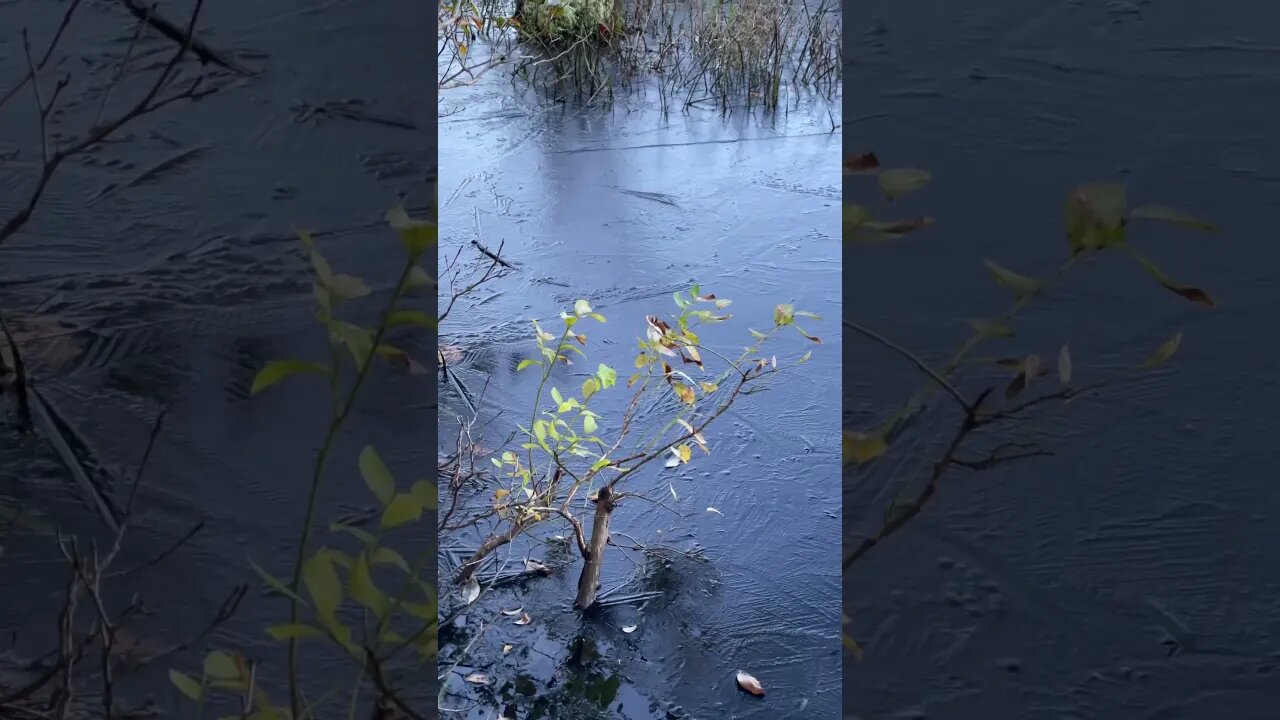 First Swamp Ice of Winter 23/24 #winter #ice #weather
