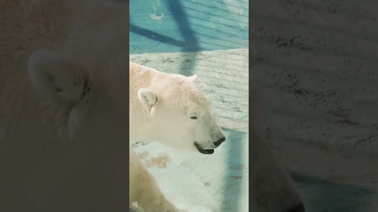 🐻 polar #bears #pawsclawsjaws #animalshorts