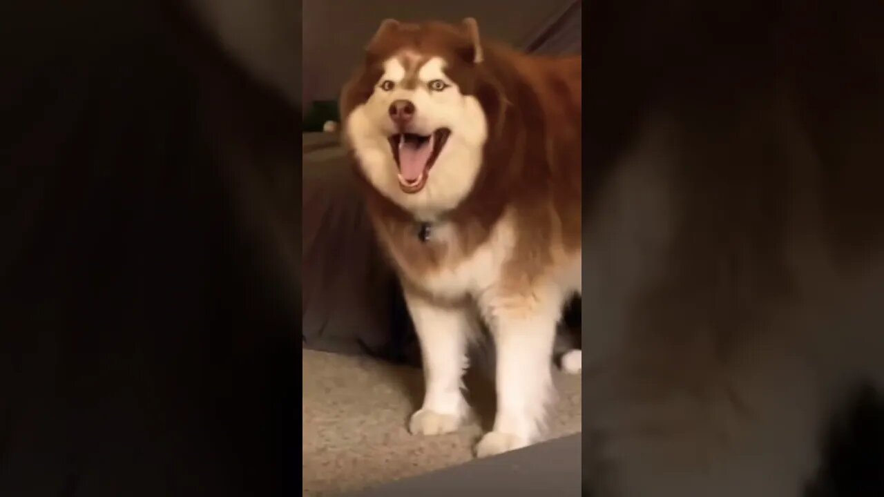 Can't win an argument against husky 😊 (please get this viral) #shorts #viral #funny #cute #youtube