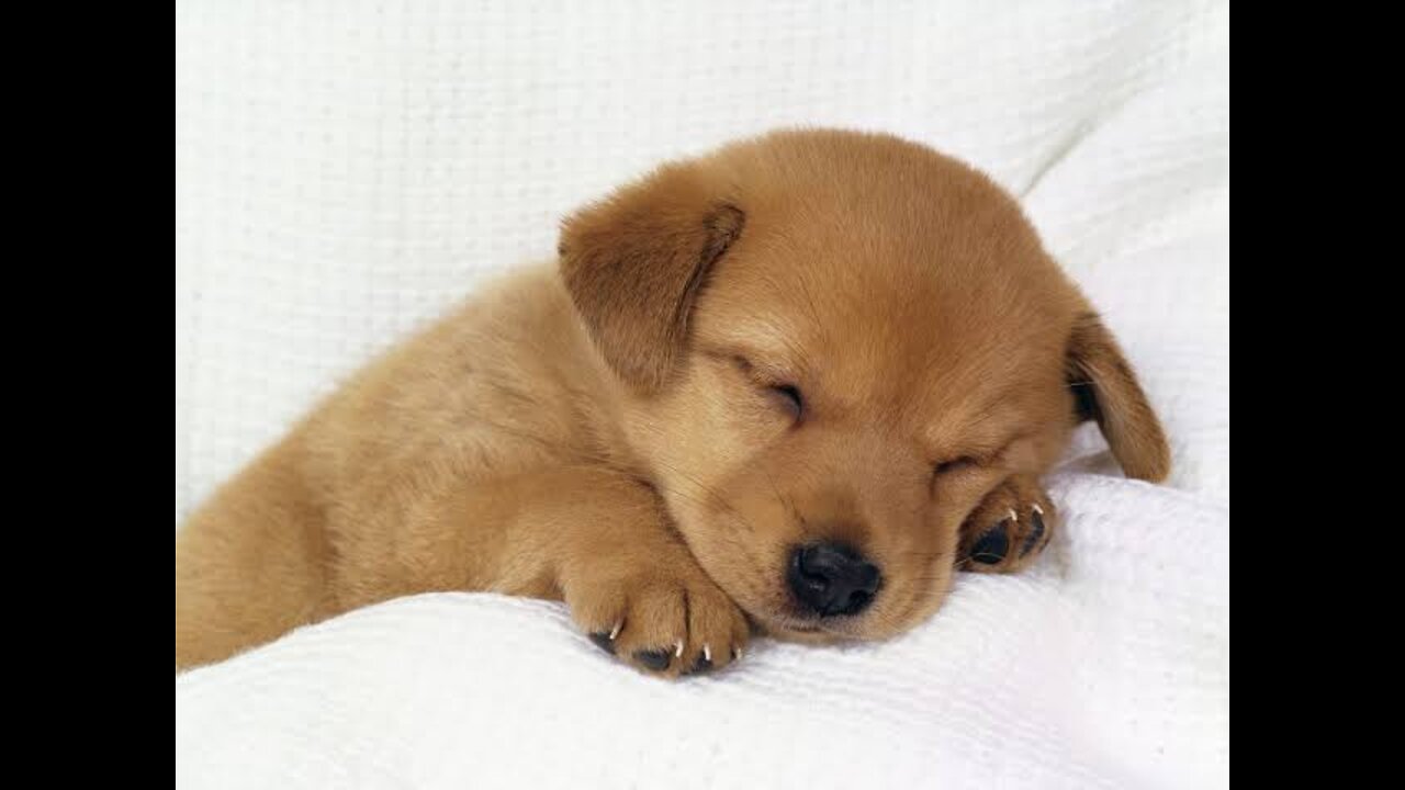 Cute animals funny moments compilation