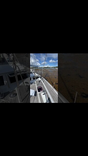 A Boaters Nightmare - Sargasso Seaweed! #shorts