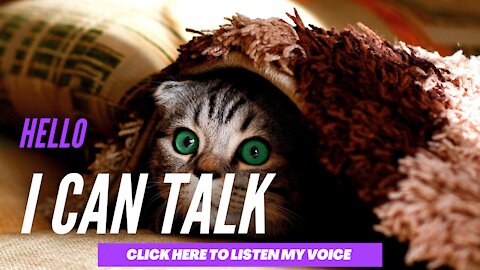 Cat can talk | talking cat's in different situation