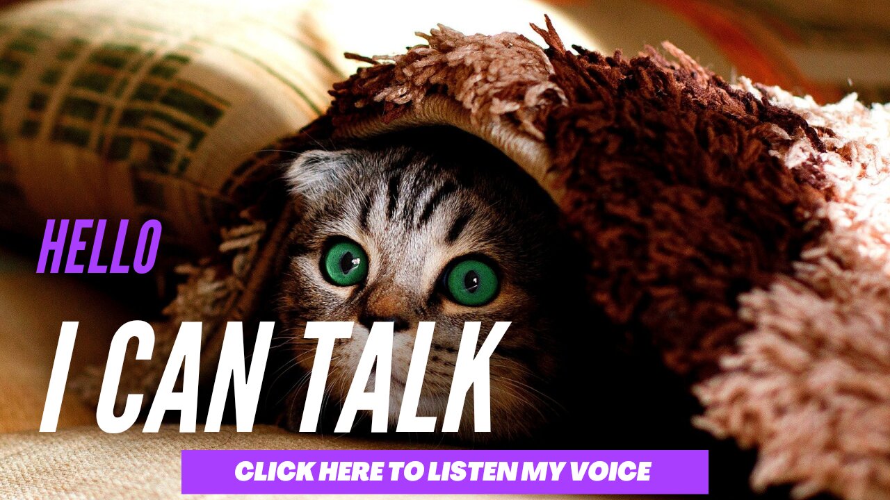 Cat can talk | talking cat's in different situation