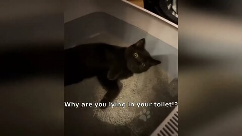 Funny ~ animal ~ videos ~ Funny cats dogs Funny animals 247