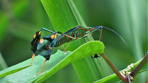 Diactor bilineatus