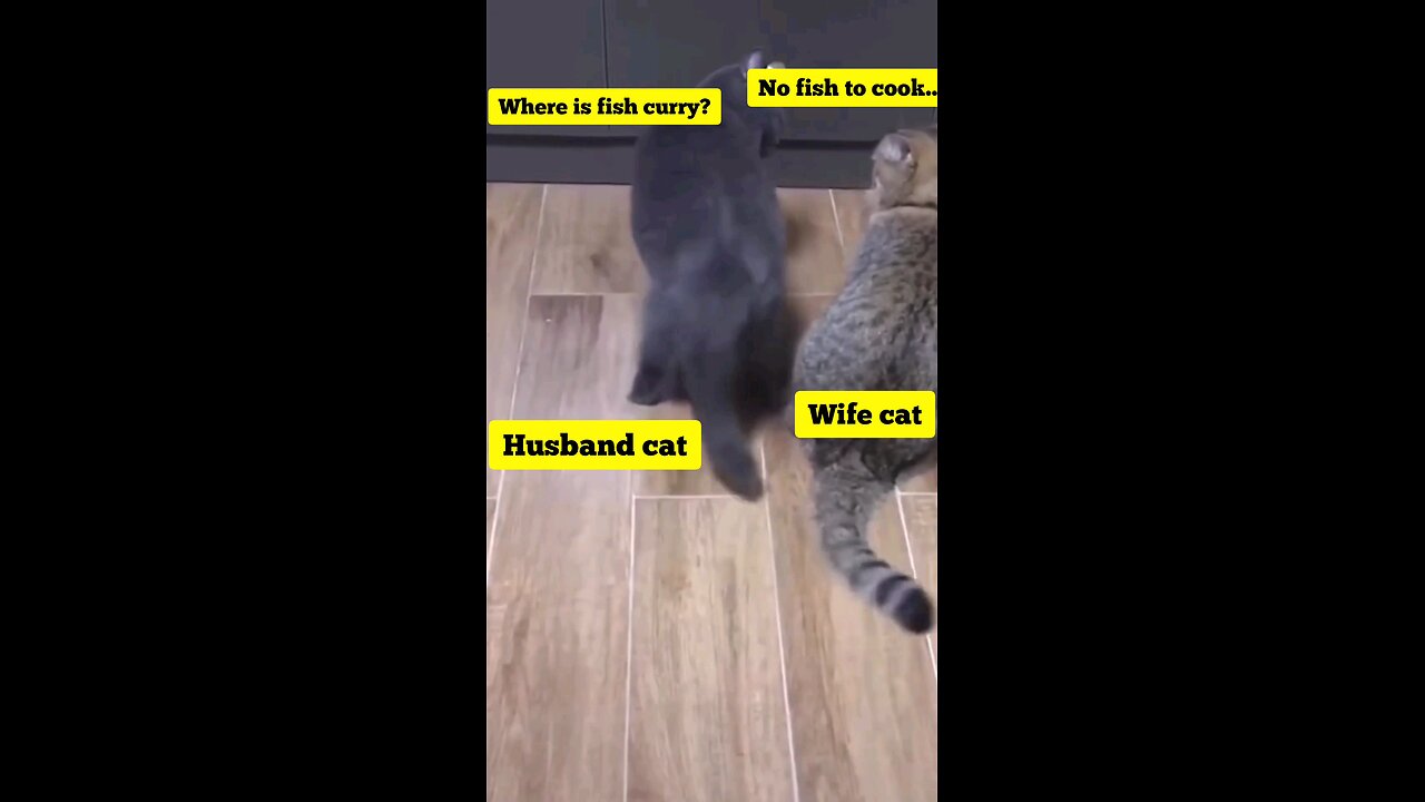 cat kicking for fish curry