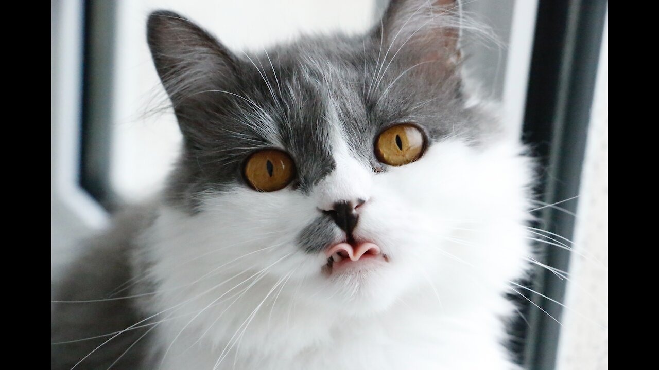 20 Common Mistakes Cat Owners Make, That Could Change Behavior.