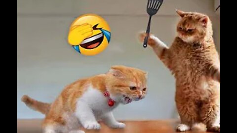 Mischievous cats Making funniest Moments😅😸