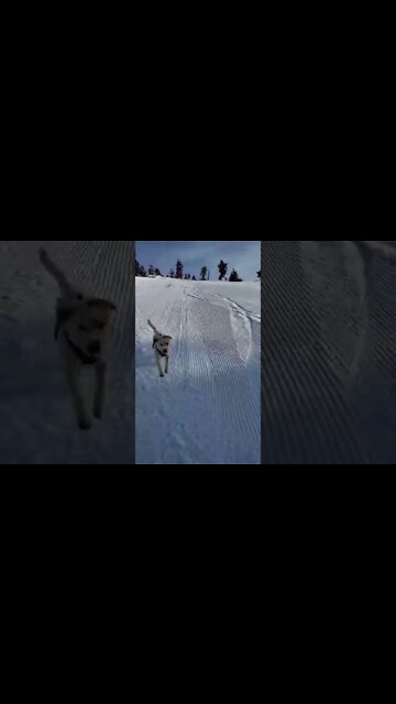 Ares Jack Russell skin in bound