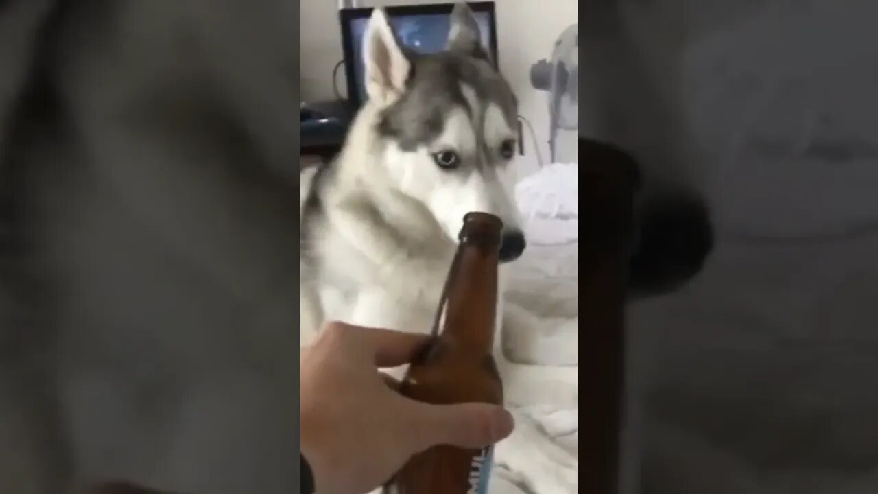 Dog 🐩 reject to drink | #Shorts #Animals #Doggy