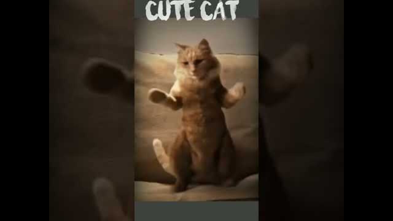 Cute cat dance video 2022