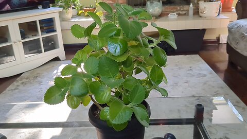 Bonsai Large LeafOregon