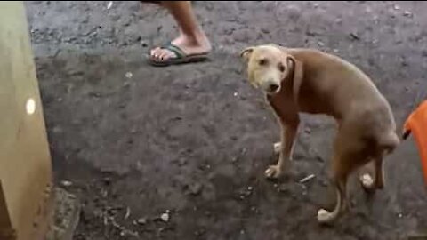 Un homme et son chien forment un duo de twerk