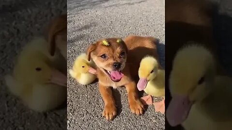 Little Ducks and Puppy friendship's #animalshorts #petvideos #cutestvideooninternet