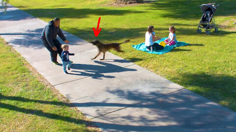 Dog saves child from being kidnapped in nearby park