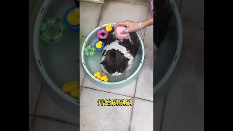 Top cute cat Home video funny 2021/ Cat-Cash Compilation chines