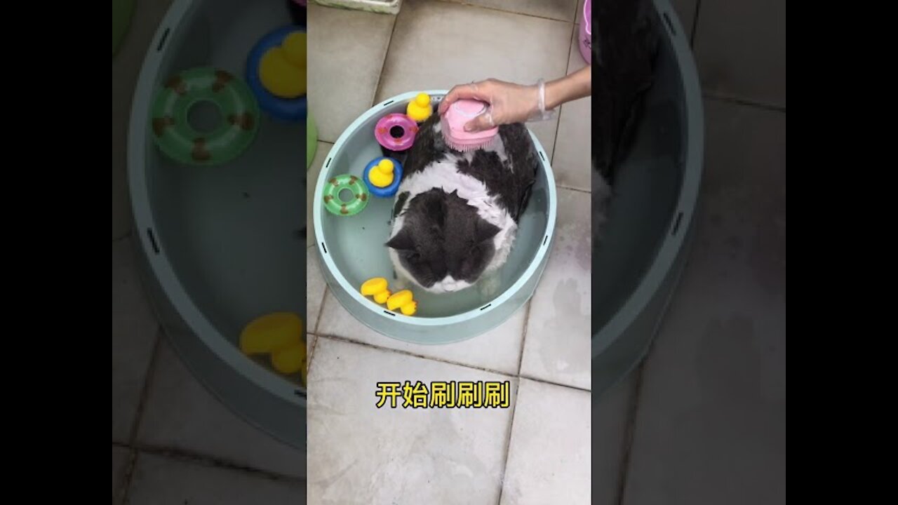 Top cute cat Home video funny 2021/ Cat-Cash Compilation chines