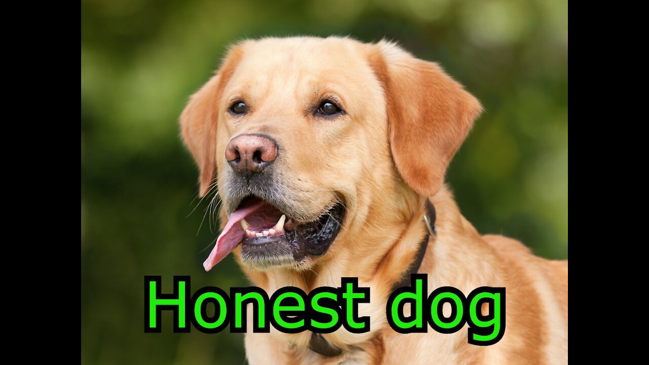 Honest dog calming music for dogs 2021 #Dogs