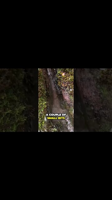 Gold pickers found with Chrispys Kiwi Adventures!