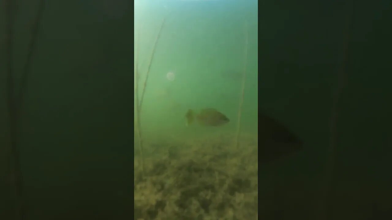 Exploring the Range of Crappie A Widely Introduced Species