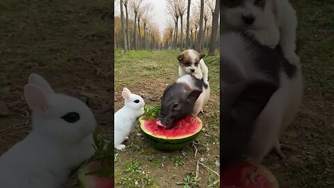 "Sweet AND Funny Animals That Relieve Stress.
