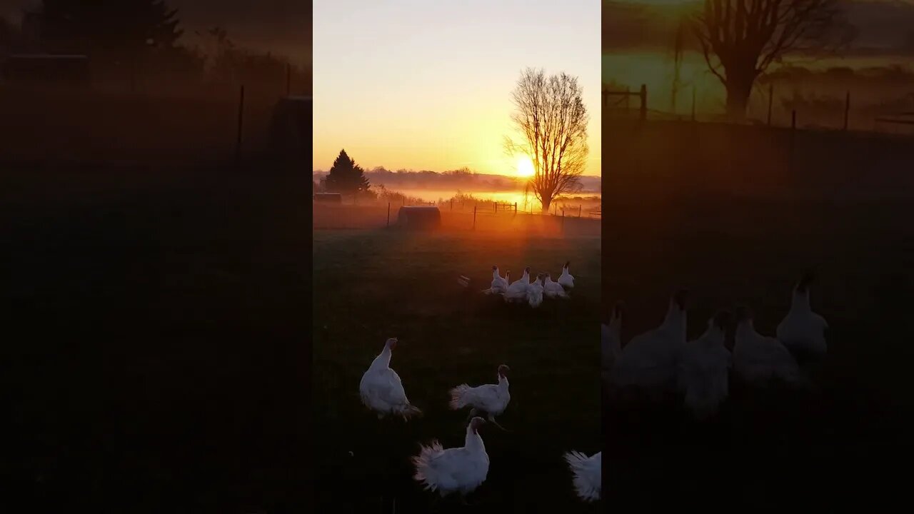 Beautiful Farm Morning #shorts