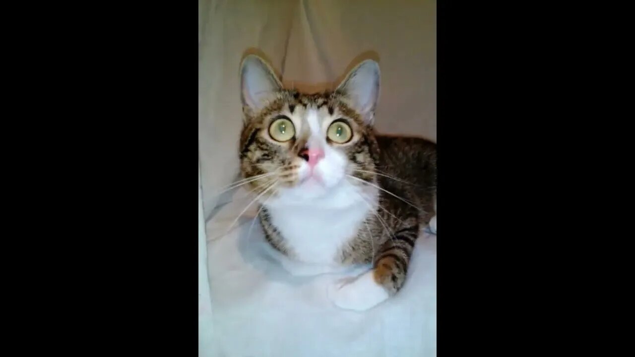 Funny Cat Grabs the Camera #shorts