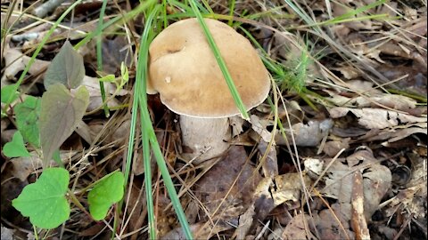 Idea how to cook and eat bolete mushroom.