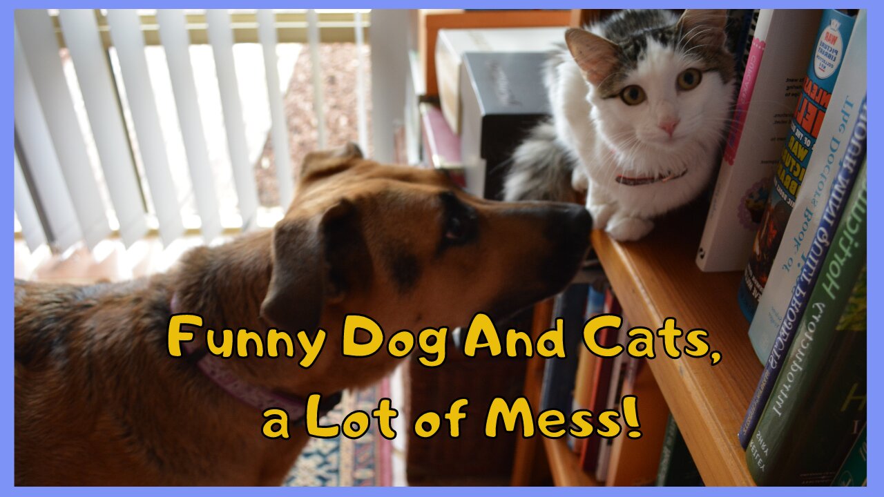 Funny Dog And Cats, Pets a Lot of Mess!