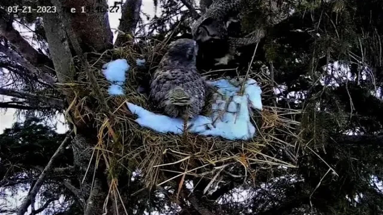 Ellie's Dinner Flies In 🦉 03/21/23 19:46