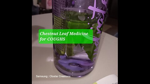 Chestnut 🌰 leaf 🍃 infusion/tea COUGHS BRONCHITIS