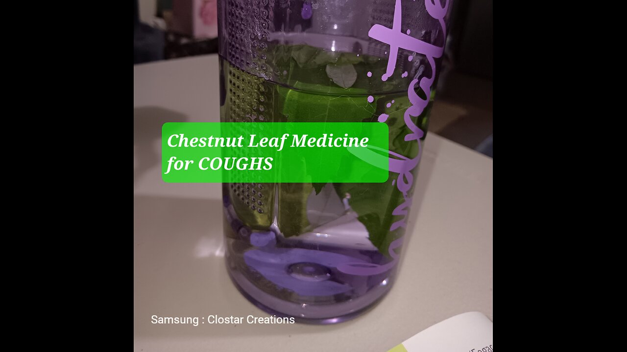 Chestnut 🌰 leaf 🍃 infusion/tea COUGHS BRONCHITIS