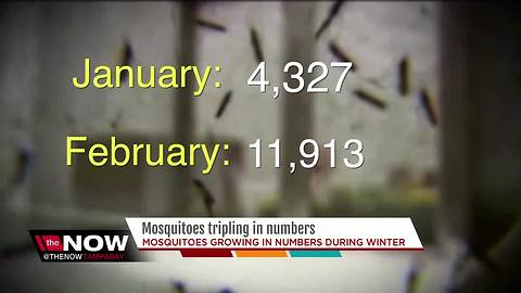 Number of mosquitoes triple in one month in Hillsborough County