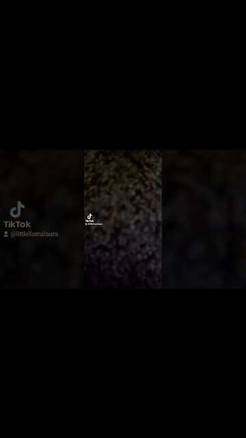 got me begging you for birdseed #tiktok #tiktoktrend #birds