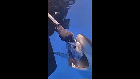 Dock Fishing and Tagging St Petersburg Florida | Grouper, Speckled Trout, Sheepshead Fishing Ep9