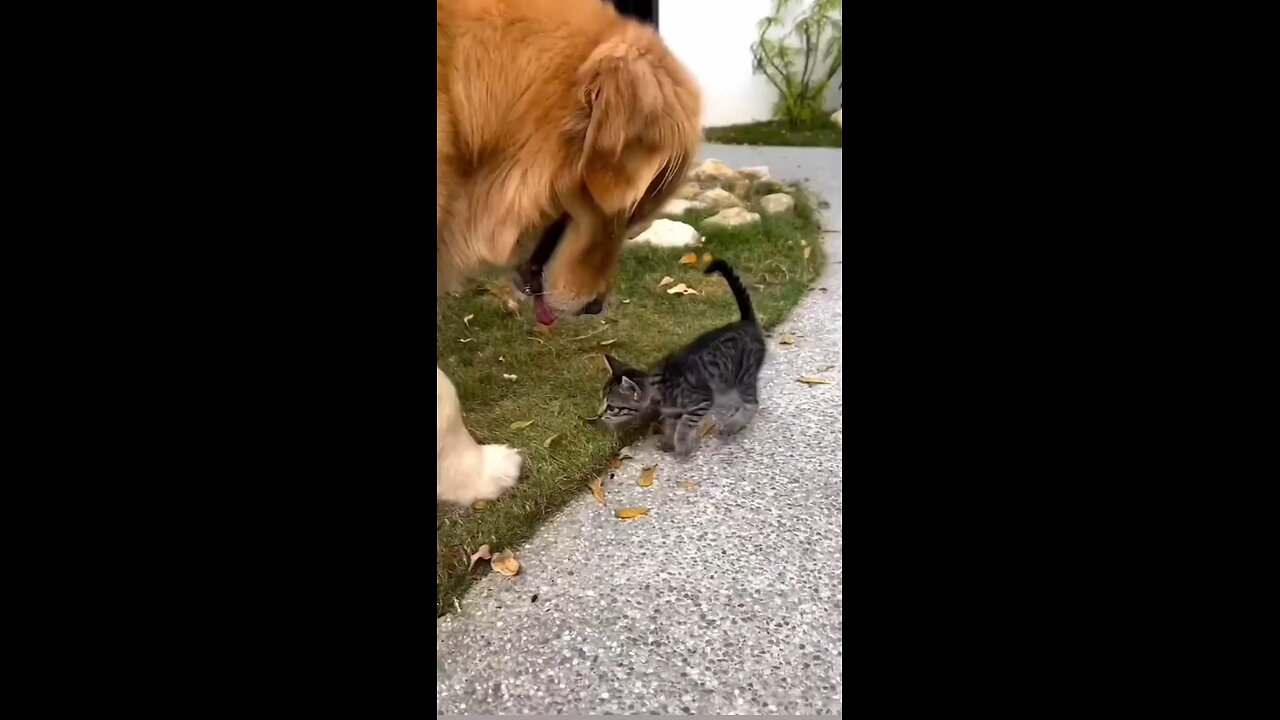 cute cat nd dog playing