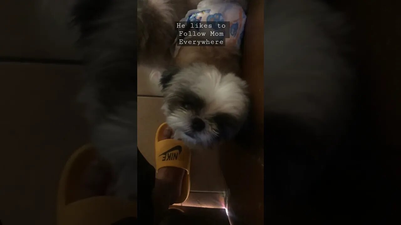 My Shih Tzu Puppy Follows Me Everywhere I go