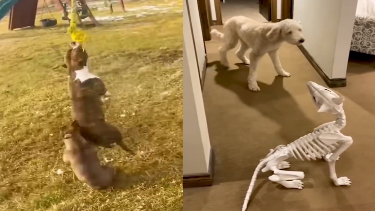 Best of these amazing funny animals 🤩 2022
